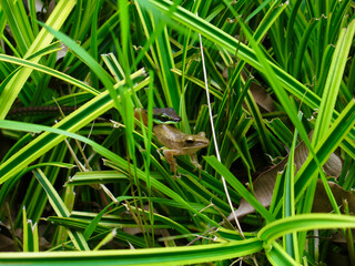Snake caught a frog in the grass. Snake eats a small frog in thick green grass.