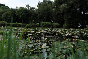 Water Lilies and Lily Pads in a Tranquil Pond: Green Park Nature Scene
