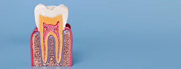 Healthy tooth anatomy model on blue background