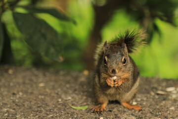 squirrel eating nut