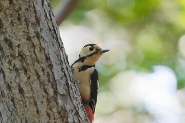 木に止まるアカゲラ