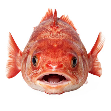 Red Fish Facing Forward with Open Mouth Isolated on Transparent Background Clipping Path