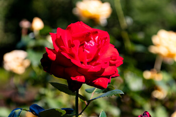 鮮やかな赤いバラの花