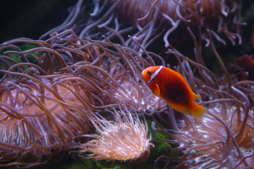 amphiprion fish or clownfish swim near anemones underwater
