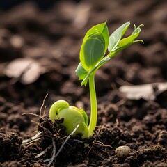 ​A young, vibrant bean sprout emerges from dark, rich soil, unfurling its first bright green leaves in soft sunlight, symbolizing new life and growth