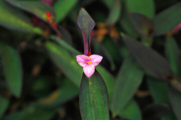 Tradescantia pallida small pink flower in purple leaves, top view
