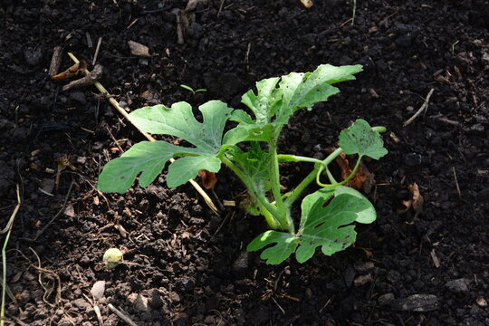 a single watermelon seedling on the garden bed close up