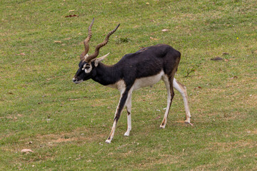 Blackbuck
