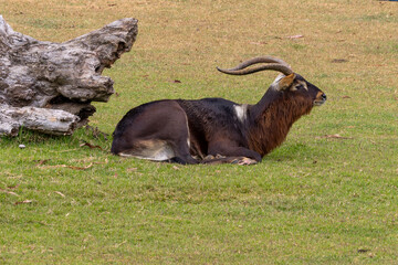 Nile lechwe - Kobus.megaceros