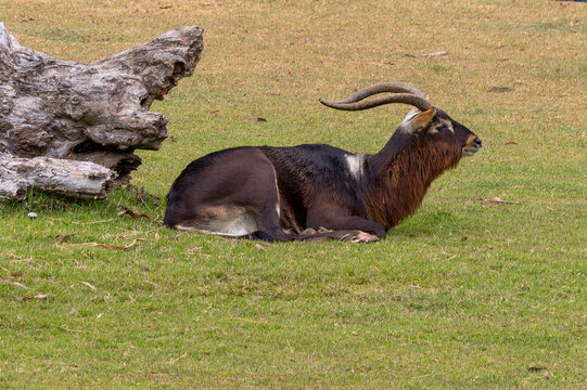 Nile lechwe - Kobus.megaceros
