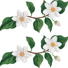 Obraz premium Elegant watercolor illustration of delicate white blossoms with lush green leaves and branches.