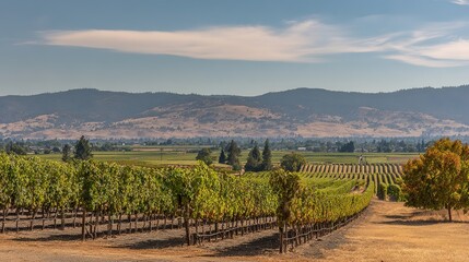 Fototapeta premium vineyard. Serene vineyard landscape with orderly grapevine rows under natural sunlight, evoking tranquility and growth. travel magazines.