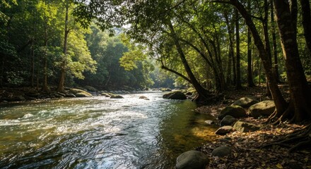Obraz premium Sunlight streams through lush forest canopy over a tranquil river