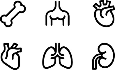 Simple human anatomys with bone heart lungs kidney and upper torso for medical design