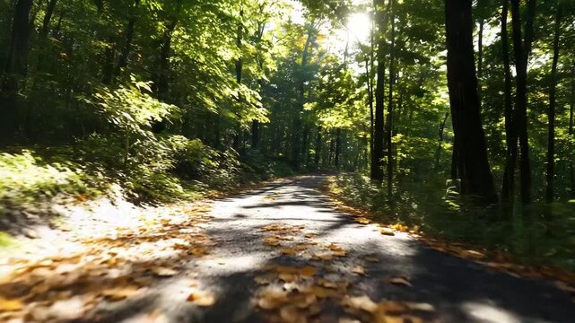 Forest lane scattered with fallen leaves and sunlight creating dappled patterns, natural and soothing feel