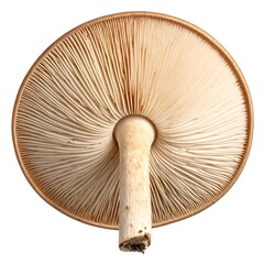 Pale mushroom underside, gills radiating from center, attached to a slender stem