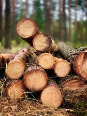 Firewood harvesting in a forest area. Chopped logs wooden pieces prepared for heating or storage. Concept of sustainable wood use, rural lifestyle and winter preparation.