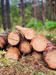 Firewood harvesting in a forest area. Chopped logs wooden pieces prepared for heating or storage. Concept of sustainable wood use, rural lifestyle and winter preparation.