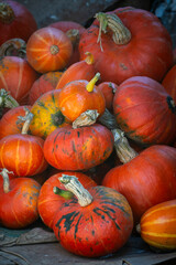 pile of orange and yellow pumpkins and gourds