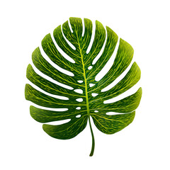 green leaf isolated