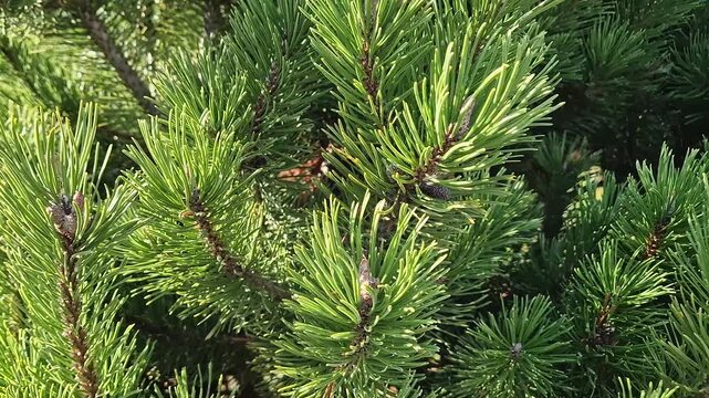 Close-up dense, vibrant green pine needles and branches of a dwarf pine or fir. Evergreen, richly textured coniferous foliage lit by sunlight