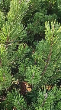 Close-up dense, vibrant green pine needles and branches of a dwarf pine or fir. Evergreen, richly textured coniferous foliage lit by sunlight