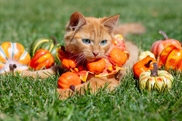 A cute kitten lies on the grass near a multitude of pumpkins. Thanksgiving, fall, and Halloween concepts