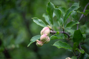 Red and yellow autumn leaves climbing tree in forest