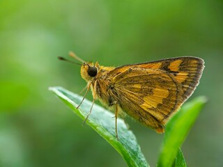 butterfly on leaf