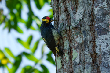 The yellow-tufted woodpecker (Melanerpes cruentatus) is a species of woodpecker. It is found in Bolivia, Brazil, Colombia, Ecuador, French Guiana, Guyana, Peru