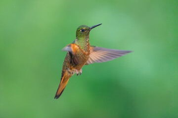 Fototapeta premium Chestnut-breasted Coronet Boissonneaua matthewsii Belligerent hummingbird of Andean cloud forest; ranges from far southwestern Colombia south south to Peru. Best humminbird in 4k.