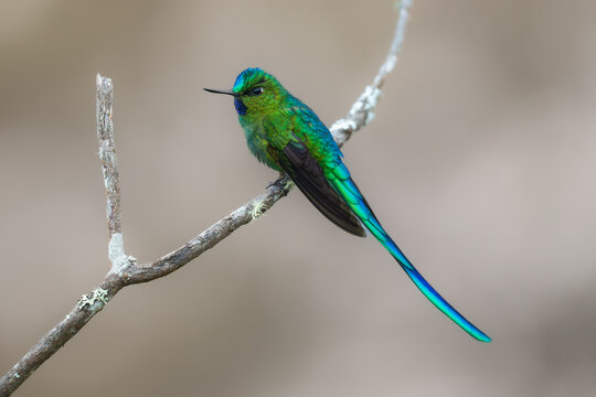 Long-tailed Sylph Aglaiocercus kingii, Striking hummingbird with extremely long tail. Male is mostly emerald green with blue-green throat and long forked tail. Best humminbird, colibri, in 4k, Hires