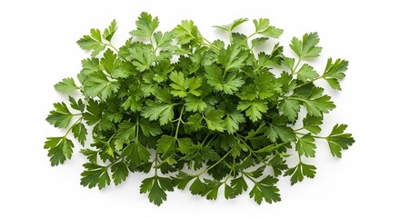 Obraz premium A vibrant bunch of fresh parsley with detailed leaves isolated on a clean white background surface