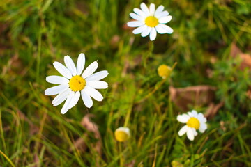 daisies in the grass