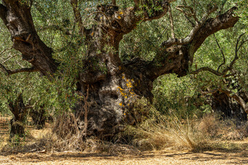 Olivenbaum zwischen Lithakia und Limnikeriou - Zakynthos