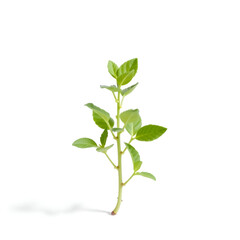 Wildflower, blade of grass, cockroach, stem, still life, studio, path, no people Wildflower, blade of grass, cockroach, stem, still life, studio, path, no people