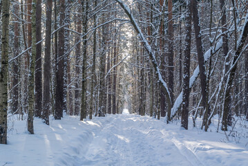 The rays of the sun break through the crowns of trees in a winter forest. Winter landscape in the forest. Pine forest and snow drifts in winter. Ski tracks among snow drifts in a winter forest.