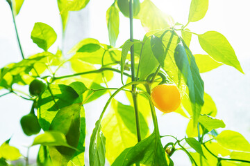 A pepper bush is ripening on the windowsill. Growing peppers at home.