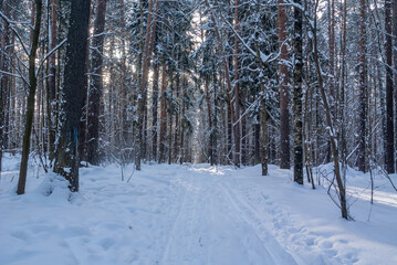 The rays of the sun break through the crowns of trees in a winter forest. Winter landscape in the forest. Pine forest and snow drifts in winter. Ski tracks among snow drifts in a winter forest.