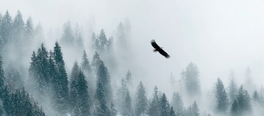 Majestic Eagle Soaring Over Misty Forest Landscape in Foggy Weather