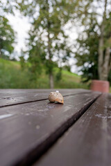  Snail Shell with Dewdrop on Wooden Picnic Table