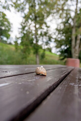 Low Angle View of Snail Shell on Wooden Table