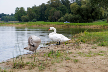  Two Cygnets Standing Close on Shore