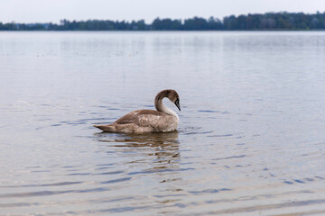 Mute Swan Cygnet Swimming on Lake