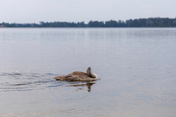 Mute Swan Cygnet Swimming on Lake