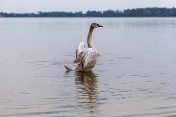 Cygnet Flapping Wings in Water