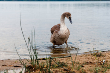 Adult Swan and Cygnet Close Together
