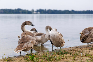 Cygnet Portrait with Ruffled Feathers