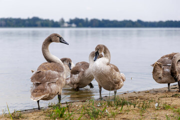  Cygnet Preening on Water's Edge