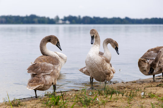 Two Cygnets Standing by the Water